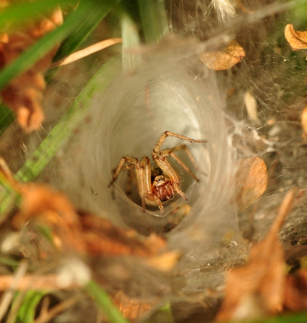 Agelena labyrinthica